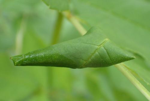 Caloptilia cuculipennella